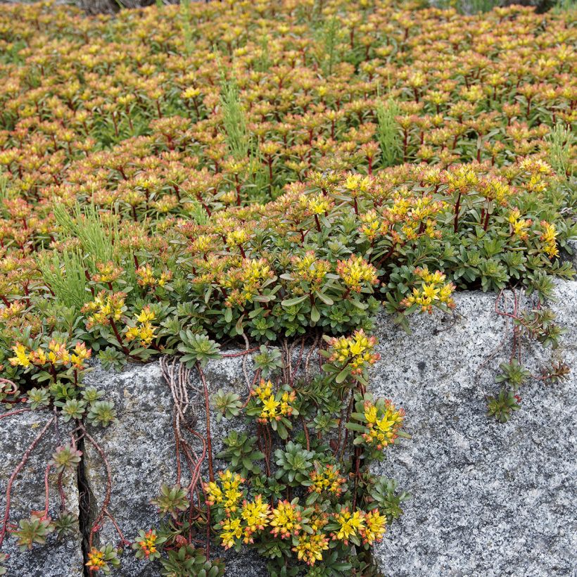 Sedum Weihenstephaner Gold (Hábito)