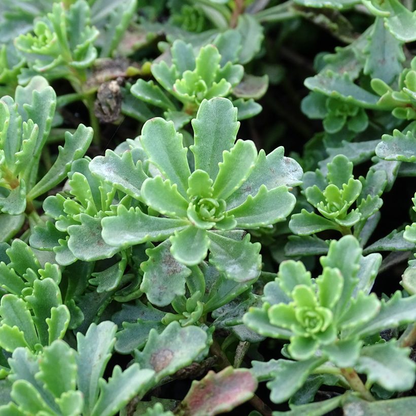 Sedum Weihenstephaner Gold (Folhagem)