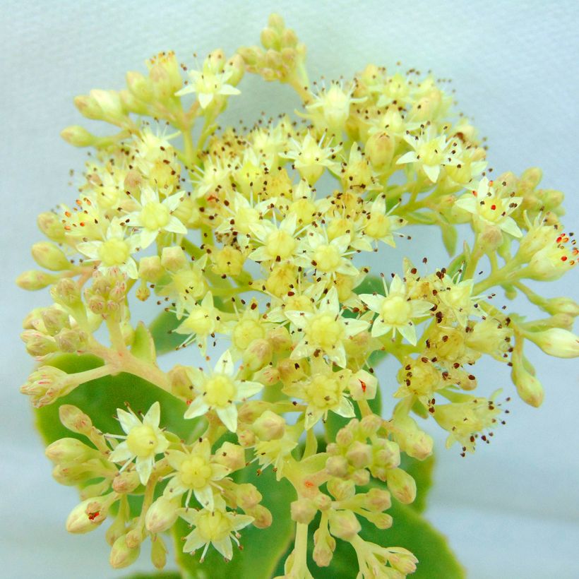 Sedum spectabile Yellow Xenox® (Floração)