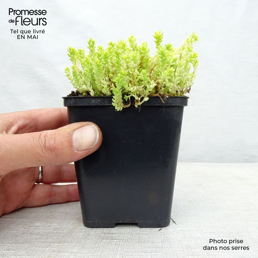 Amostra de Sedum acre Yellow Queen Vaso de 8/9 cm tal como entregue na primavera