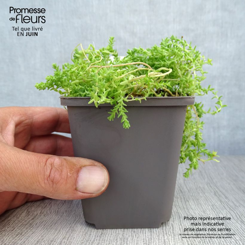 Amostra de Sedum acre Yellow Queen Vaso de 8/9 cm tal como entregue no verão