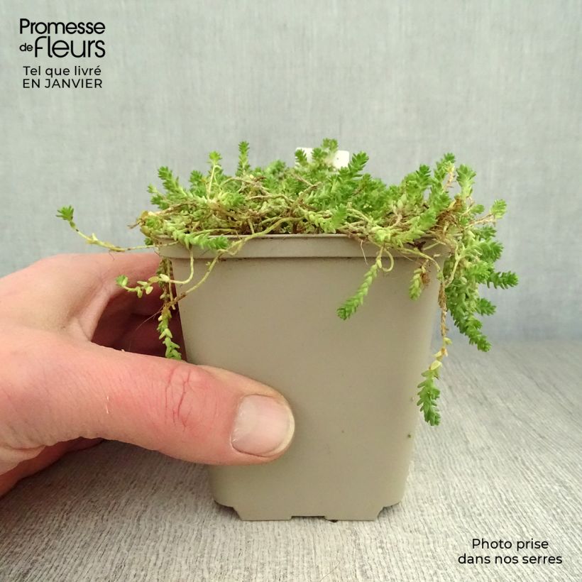 Amostra de Sedum acre Yellow Queen Vaso de 8/9 cm tal como entregue no inverno