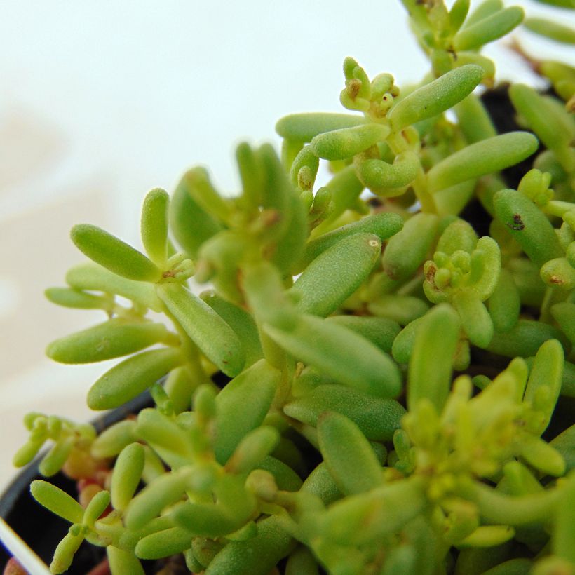 Sedum album Coral Carpet (Folhagem)