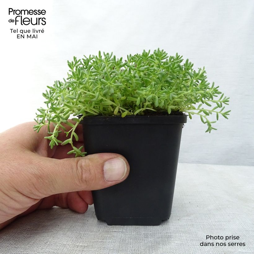 Amostra de Sedum album Coral Carpet Vaso de 8/9 cm tal como entregue na primavera