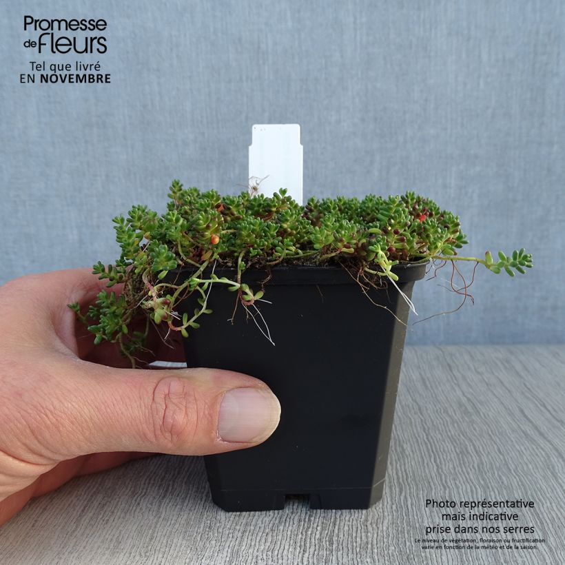 Amostra de Sedum album Coral Carpet Vaso de 8/9 cm tal como entregue no outono
