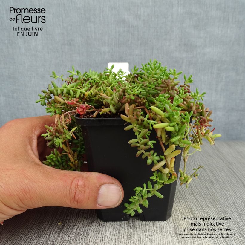 Amostra de Sedum album Coral Carpet Vaso de 8/9 cm tal como entregue no verão