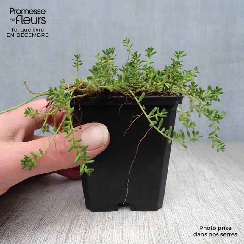 Amostra de Sedum album Coral Carpet Vaso de 8/9 cm tal como entregue no inverno