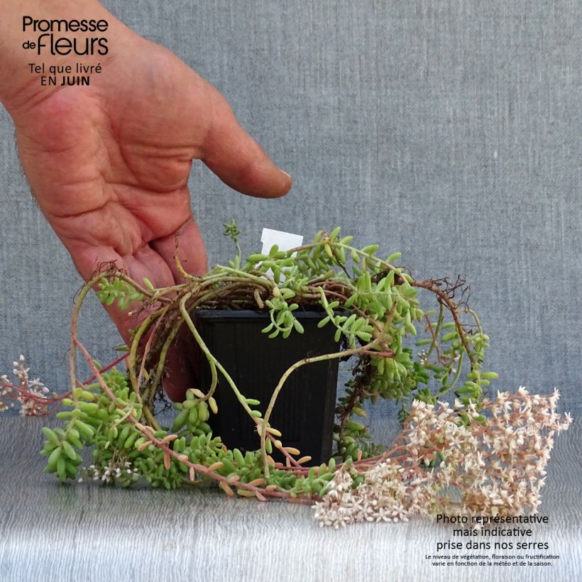 Amostra de Sedum album var. murale Vaso de 8/9 cm tal como entregue no verão
