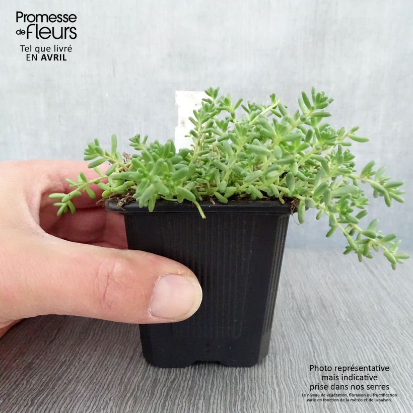 Amostra de Sedum album var. murale Vaso de 8/9 cm tal como entregue na primavera