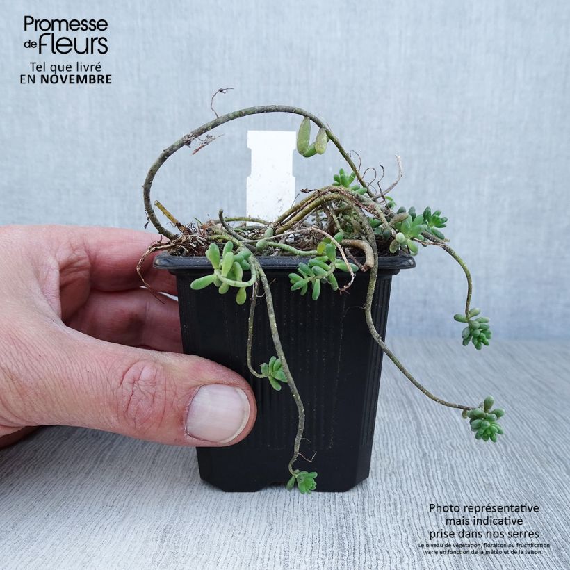 Amostra de Sedum album var. murale Vaso de 8/9 cm tal como entregue no outono