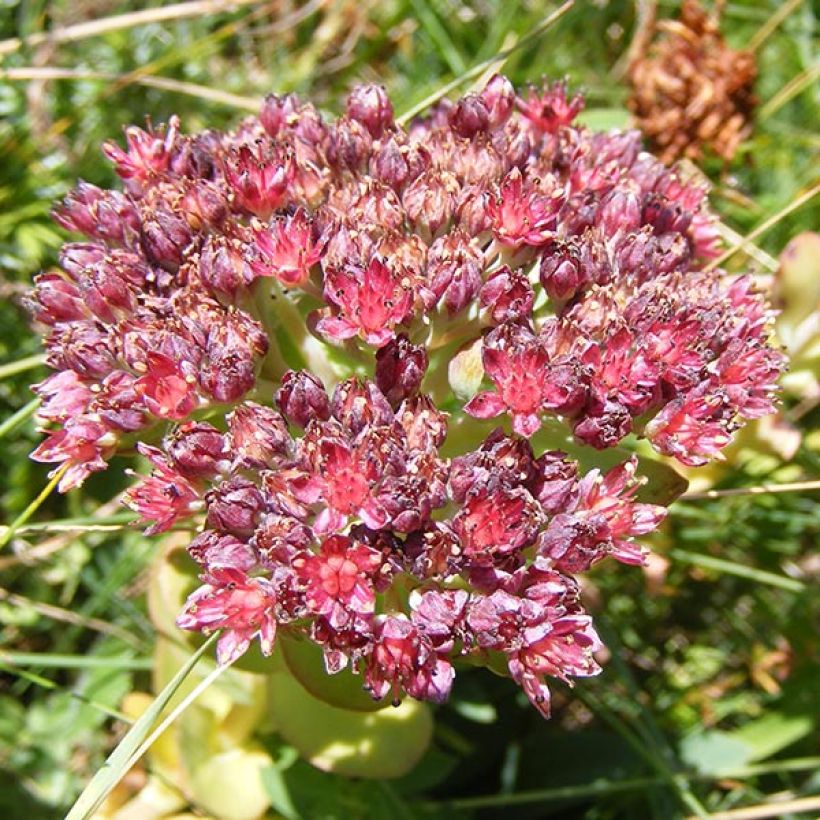 Sedum anacampseros (Floração)