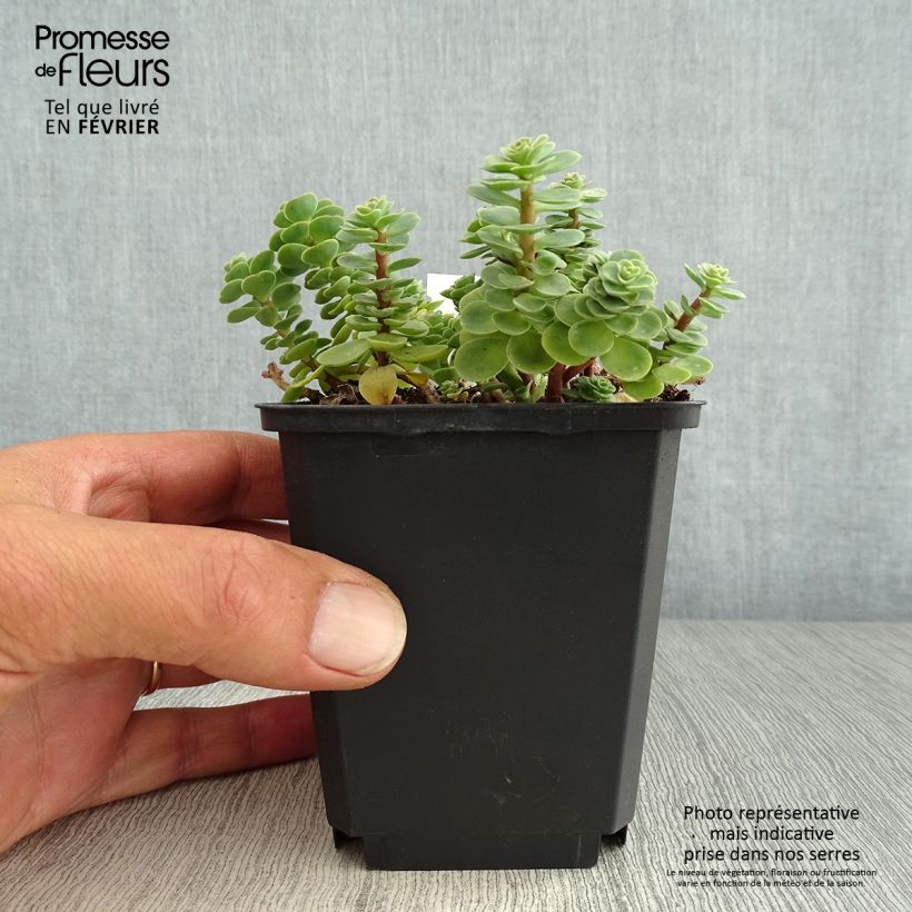 Amostra de Sedum anacampseros Vaso de 8/9 cm tal como entregue no outono