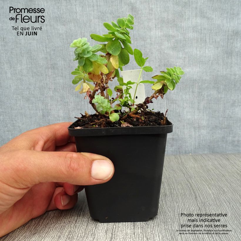 Amostra de Sedum anacampseros Vaso de 8/9 cm tal como entregue no verão