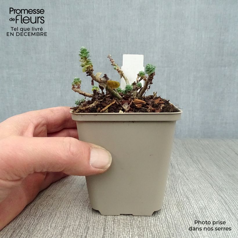 Amostra de Sedum anacampseros - Orpin des infidèles Vaso de 8/9 cm tal como entregue no inverno