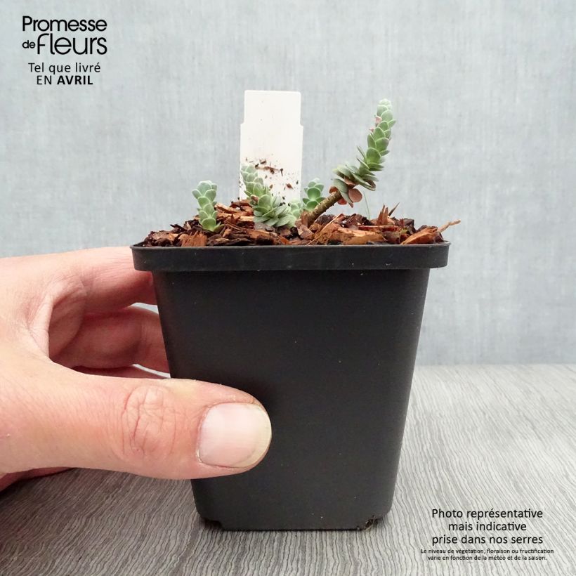 Amostra de Sedum anacampseros Vaso de 8/9 cm tal como entregue na primavera