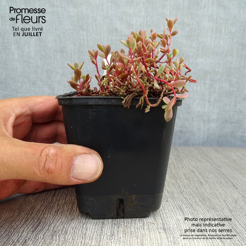Amostra de Sedum cauticola Lidakense Vaso de 8/9 cm tal como entregue no verão