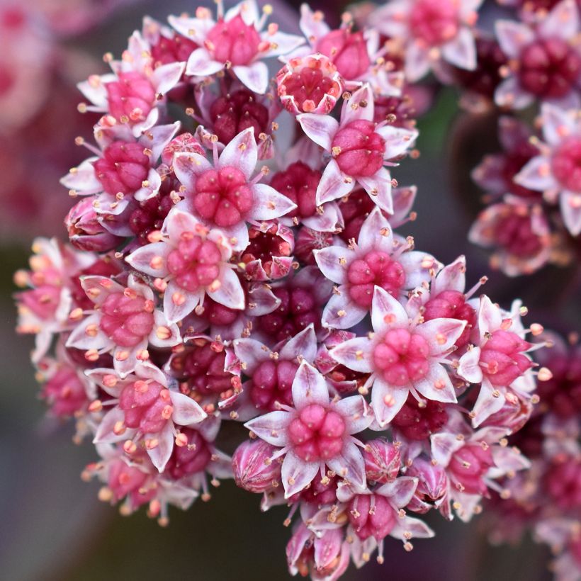 Sedum cauticola Robustum (Floração)