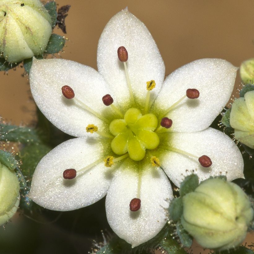 Sedum dasyphyllum (Floração)