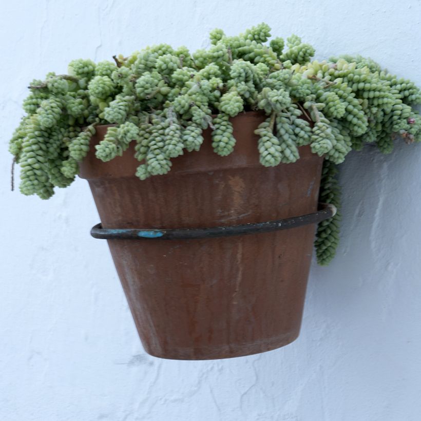 Sedum dasyphyllum (Hábito)