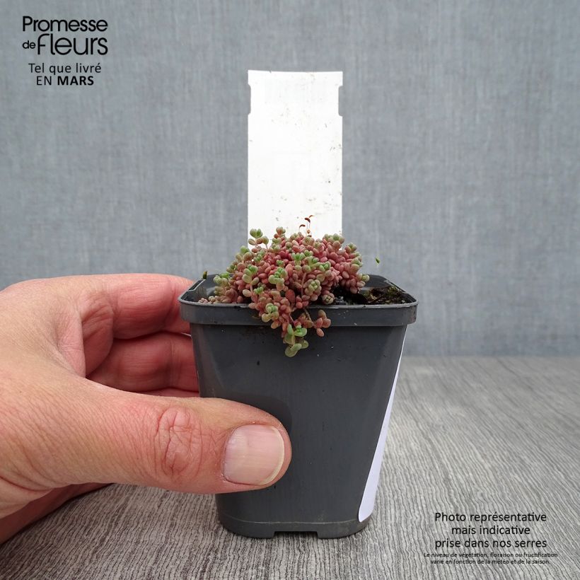 Amostra de Sedum dasyphyllum Vaso de 8/9 cm tal como entregue na primavera