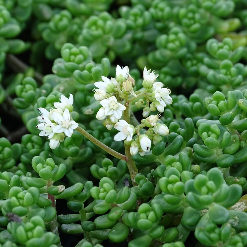 Sedum divergens (Floração)