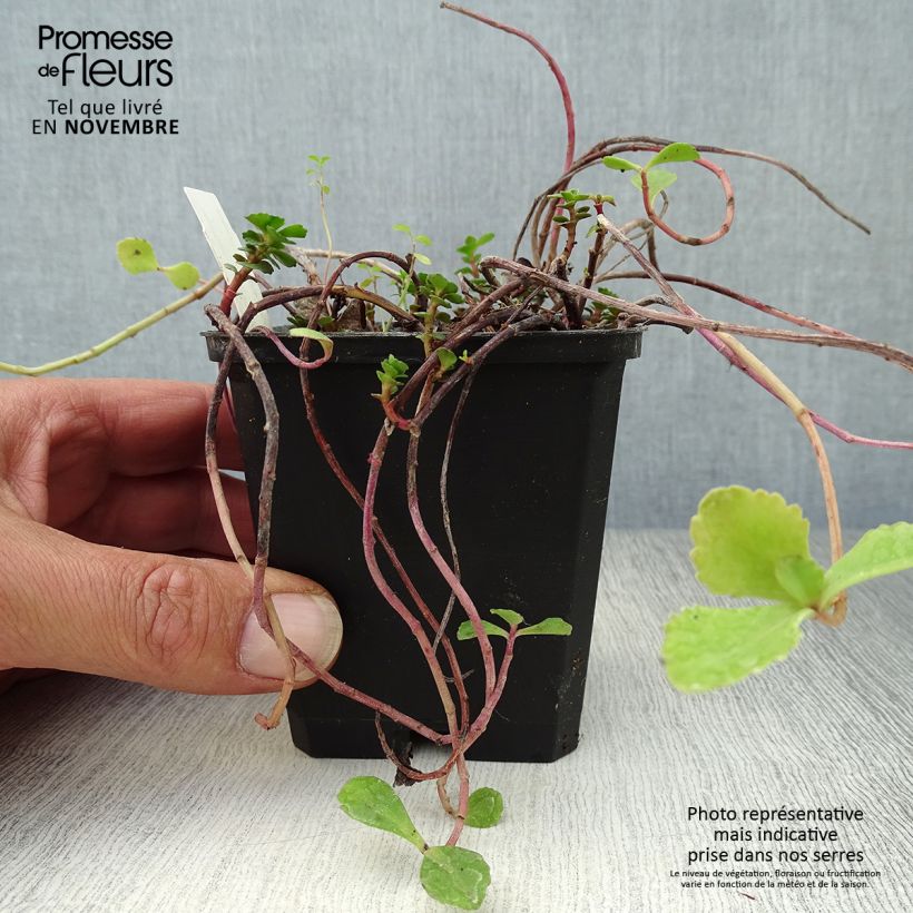 Amostra de Sedum kamtchaticum Vaso de 8/9 cm tal como entregue no outono