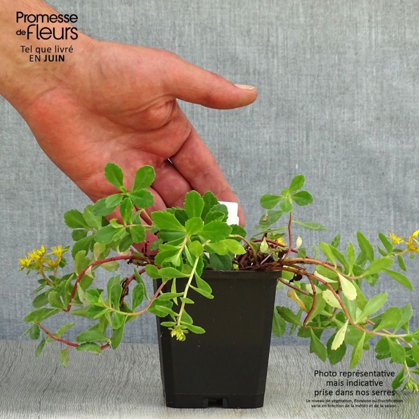 Amostra de Sedum kamtchaticum Vaso de 8/9 cm tal como entregue no verão