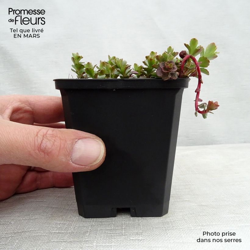 Amostra de Sedum kamtchaticum Vaso de 8/9 cm tal como entregue no inverno