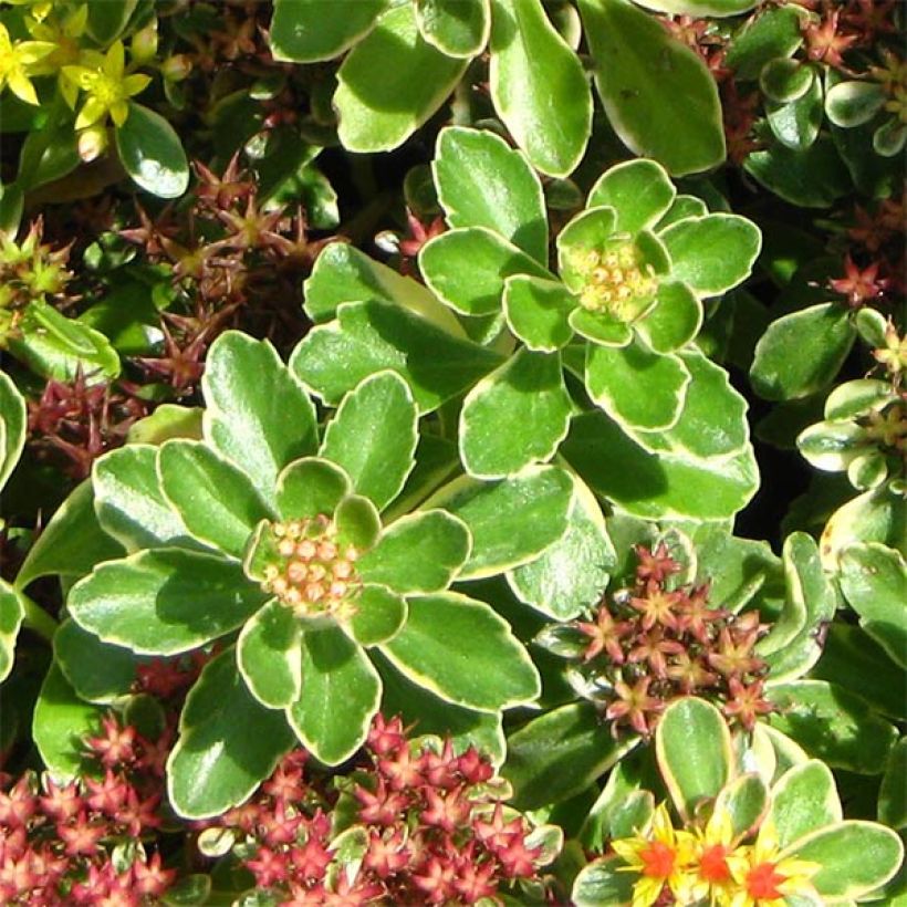 Sedum kamtchaticum Variegatum (Folhagem)