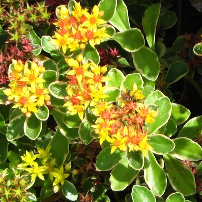 Sedum kamtchaticum Variegatum (Floração)