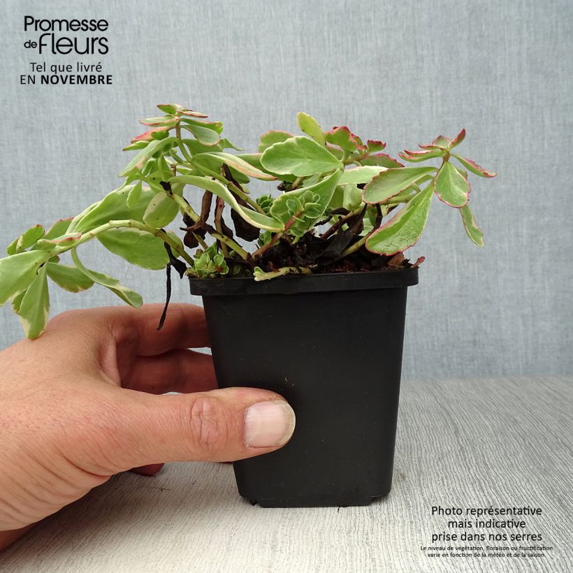 Amostra de Sedum kamtchaticum Variegatum Vaso de 8/9 cm tal como entregue no outono