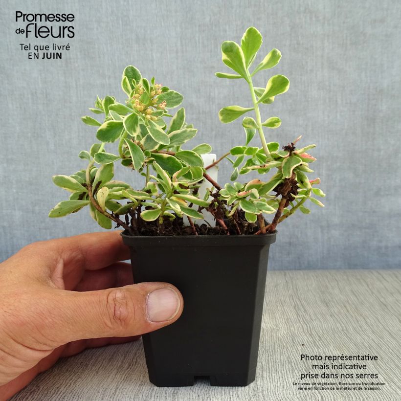 Amostra de Sedum kamtchaticum Variegatum Vaso de 8/9 cm tal como entregue no verão