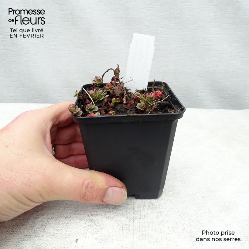 Amostra de Sedum kamtchaticum Variegatum Vaso de 8/9 cm tal como entregue no inverno