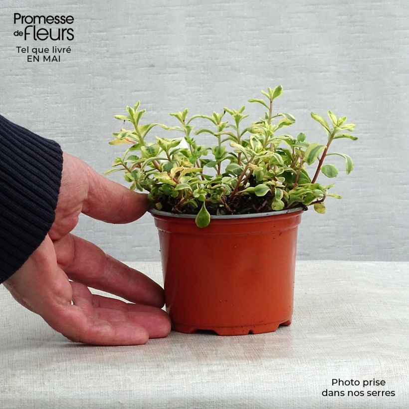 Amostra de Sedum kamtchaticum Variegatum Vaso de 8/9 cm tal como entregue na primavera