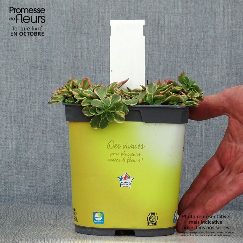 Amostra de Sedum kamtchaticum Variegatum Vaso de 2 L/3 L tal como entregue no outono