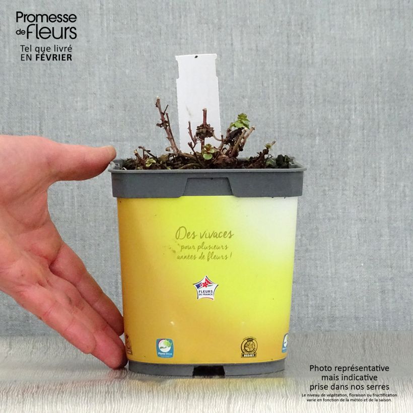 Amostra de Sedum kamtchaticum Variegatum Vaso de 2 L/3 L tal como entregue no inverno
