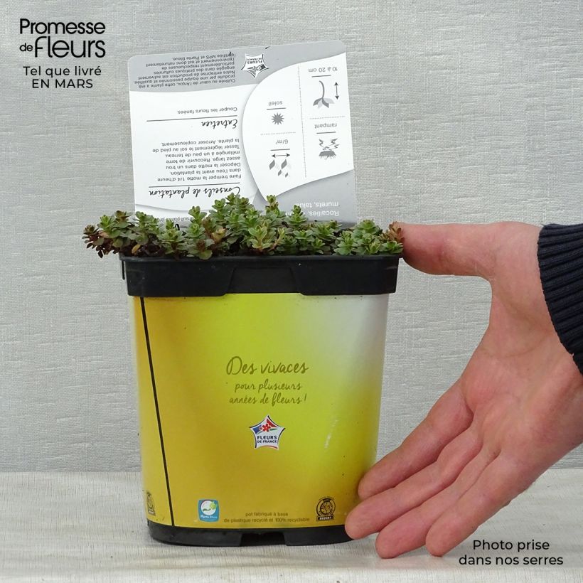 Amostra de Sedum kamtchaticum Variegatum Vaso de 2 L/3 L tal como entregue na primavera