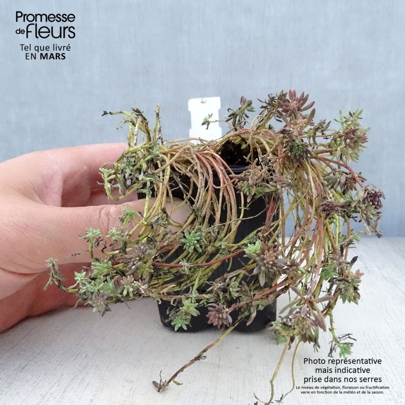Amostra de Sedum lydium Glaucum Vaso de 8/9 cm tal como entregue na primavera