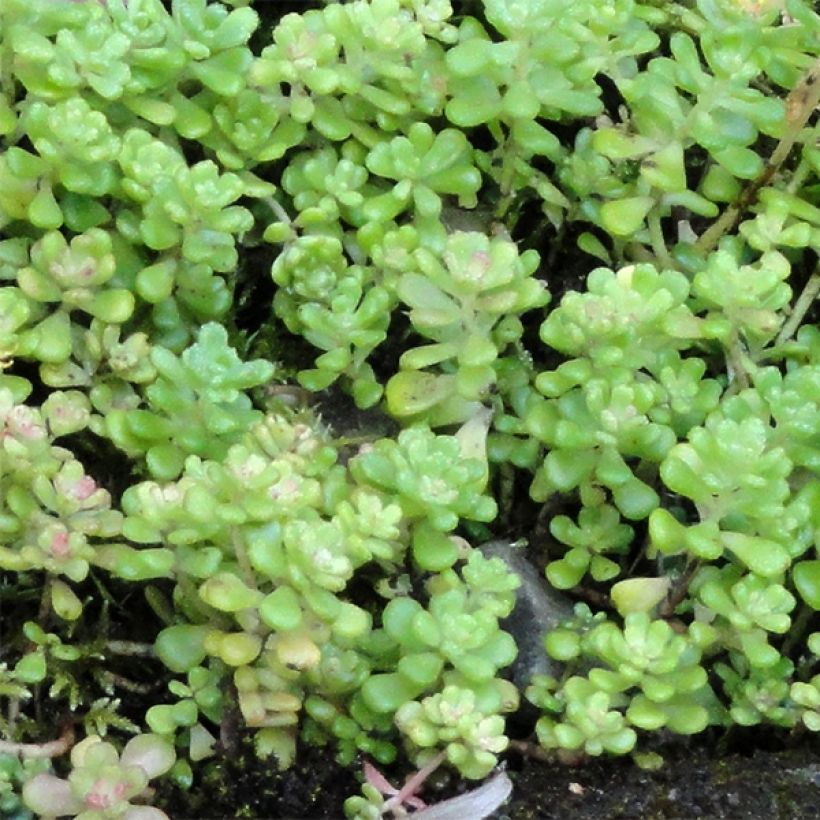 Sedum oreganum (Folhagem)