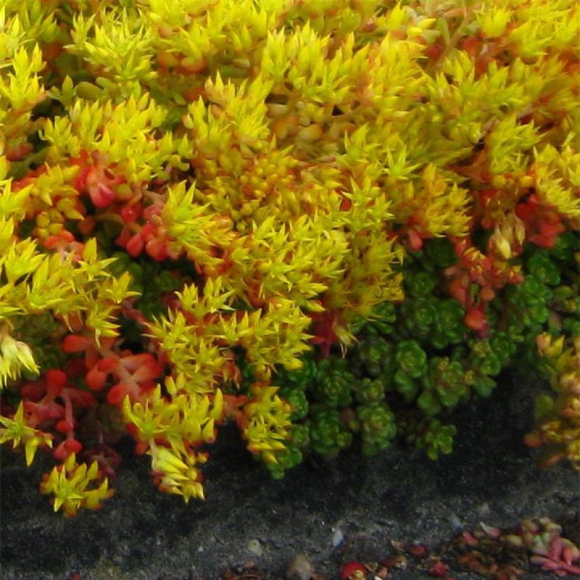 Sedum oreganum (Hábito)