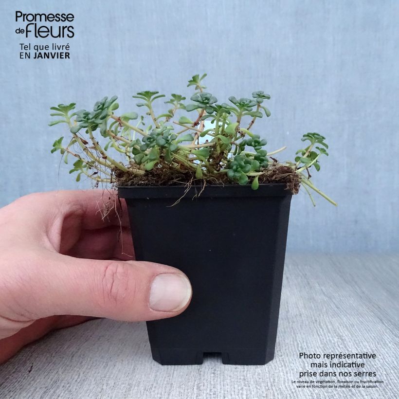 Amostra de Sedum oreganum - Orpin de l'Orégon Vaso de 8/9 cm tal como entregue no inverno