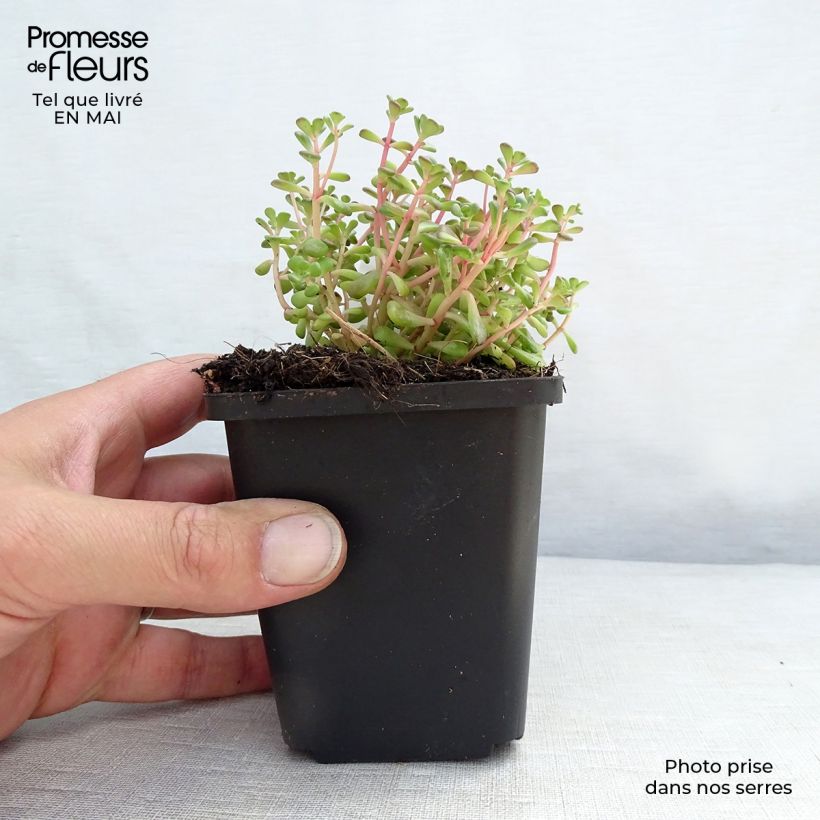 Amostra de Sedum oreganum Vaso de 8/9 cm tal como entregue na primavera