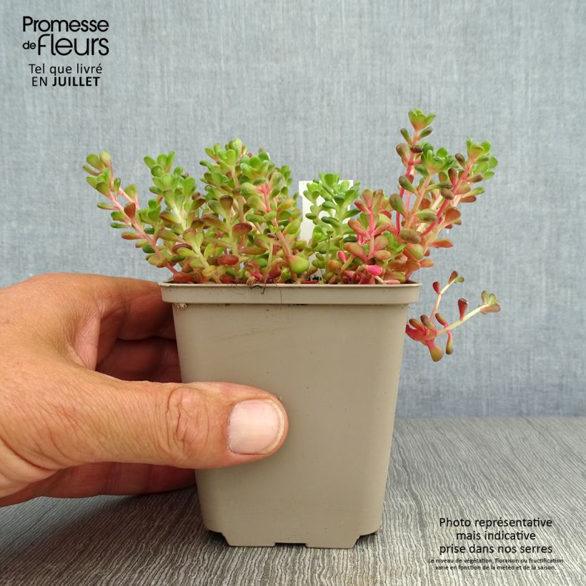 Amostra de Sedum oreganum Vaso de 8/9 cm tal como entregue no verão