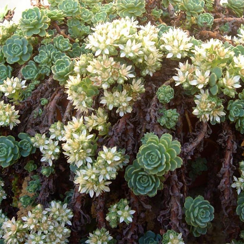 Sedum pachyclados (Floração)