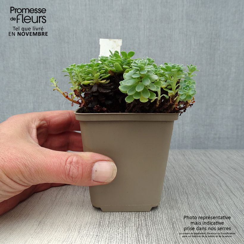 Amostra de Sedum pachyclados Vaso de 8/9 cm tal como entregue no outono