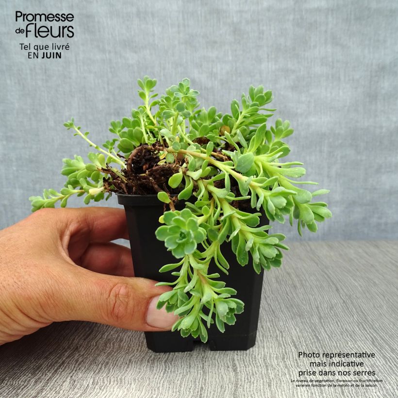 Amostra de Sedum pachyclados Vaso de 8/9 cm tal como entregue no verão