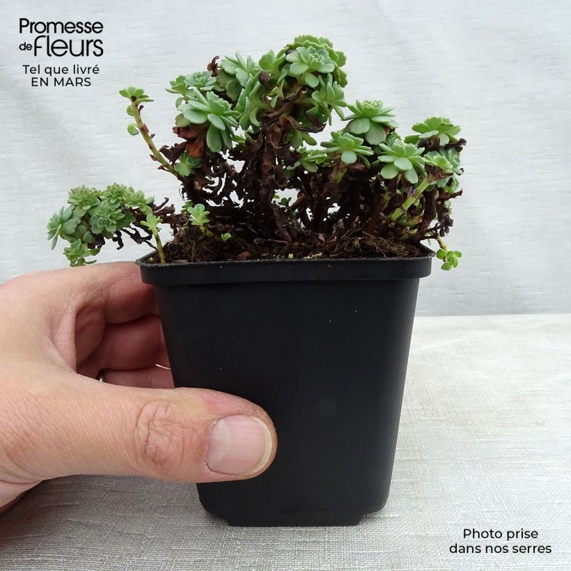 Amostra de Sedum pachyclados Vaso de 8/9 cm tal como entregue no inverno