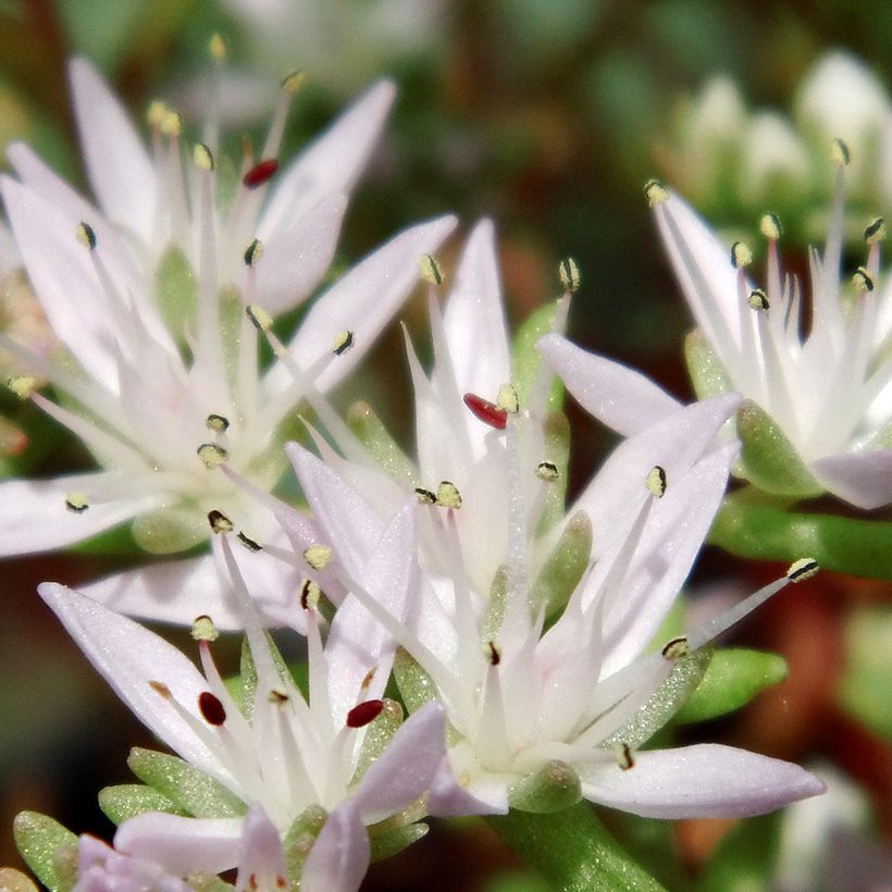 Sedum pulchellum (Floração)