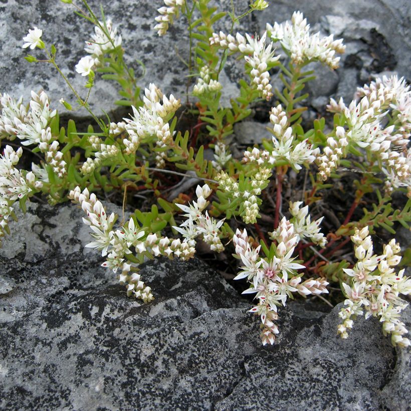 Sedum pulchellum (Hábito)