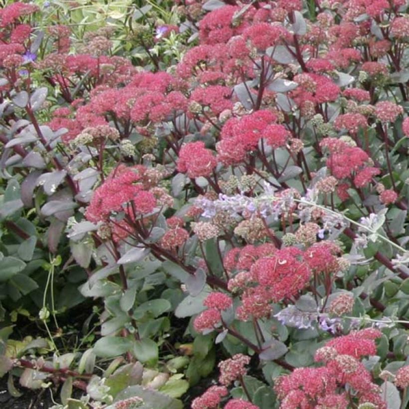 Sedum Red Cauli (Hábito)